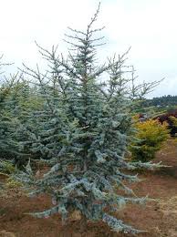 Horstmann Blue Atlas Cedar Hot on Sale