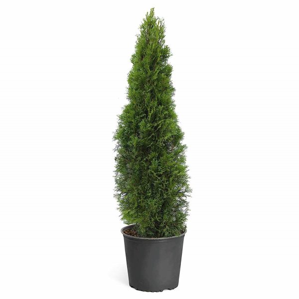 Emerald Green Arborvitae ( Thuja ) Supply