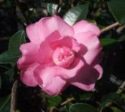 Our Linda Pink Camellia Sasanqua Online