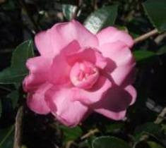 Our Linda Pink Camellia Sasanqua Online