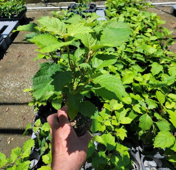 Pee Wee Dwarf Oakleaf Hydrangea on Sale