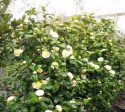 Jurys Yellow Camellia For Cheap