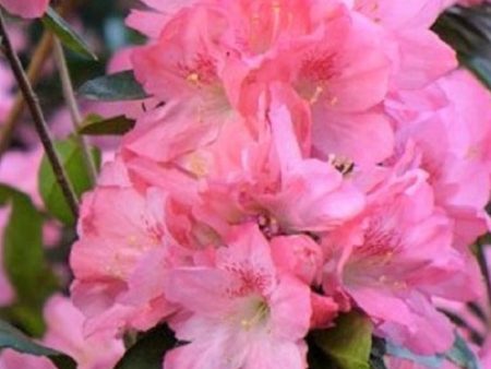 Hampton Beauty ( Pericat ) Azalea on Sale