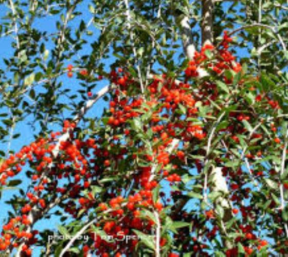 Weeping Yaupon Holly Tree Online Hot Sale