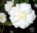 Mine No Yuki White Doves Camellia Sasanqua Online