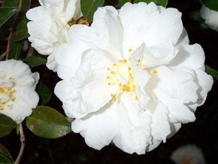 Mine No Yuki White Doves Camellia Sasanqua Online