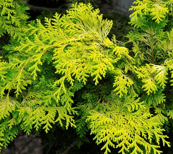 Crippsii Golden Hinoki Cypress Hot on Sale